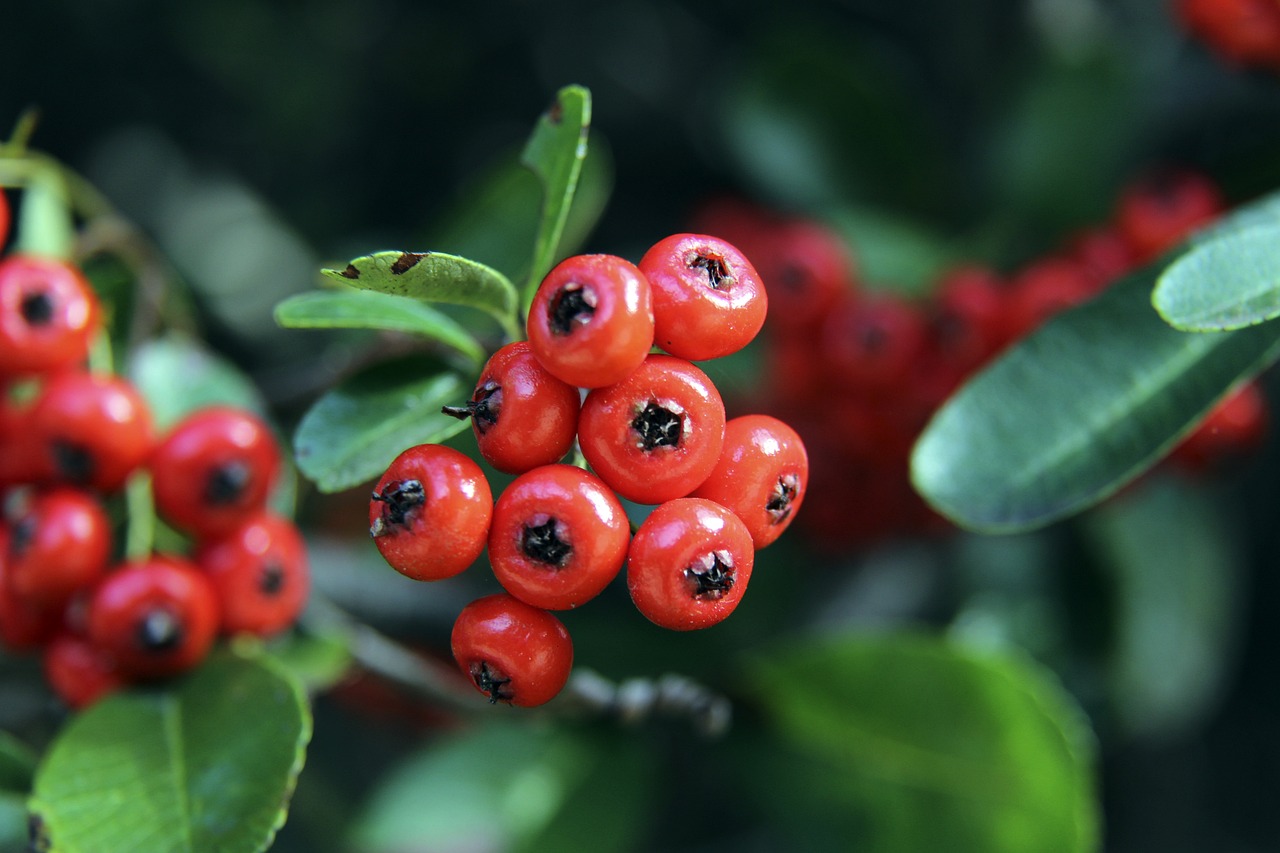 作为两届常 作为两届常